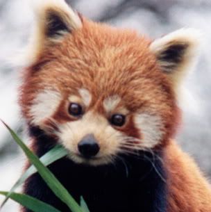 Red_Panda.jpg