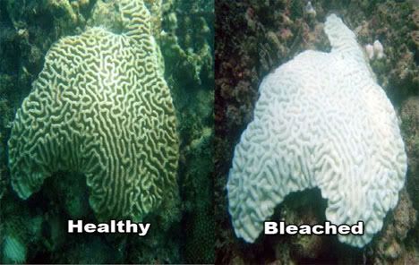 Bleached Coral