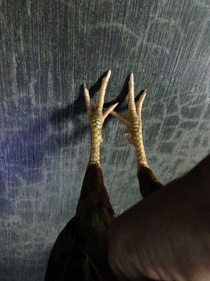 Vài e gà tre hay cho mọi người tham khảo... - 1