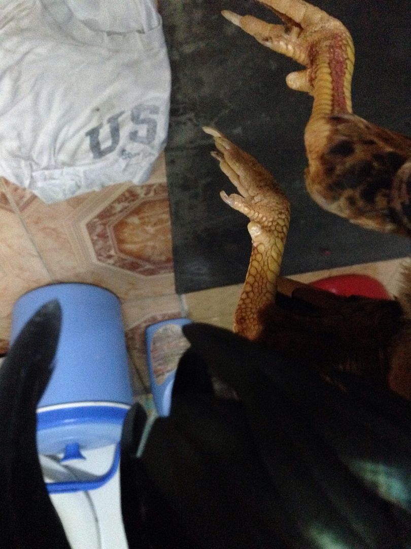 Vài e gà tre hay cho mọi người tham khảo... - 2