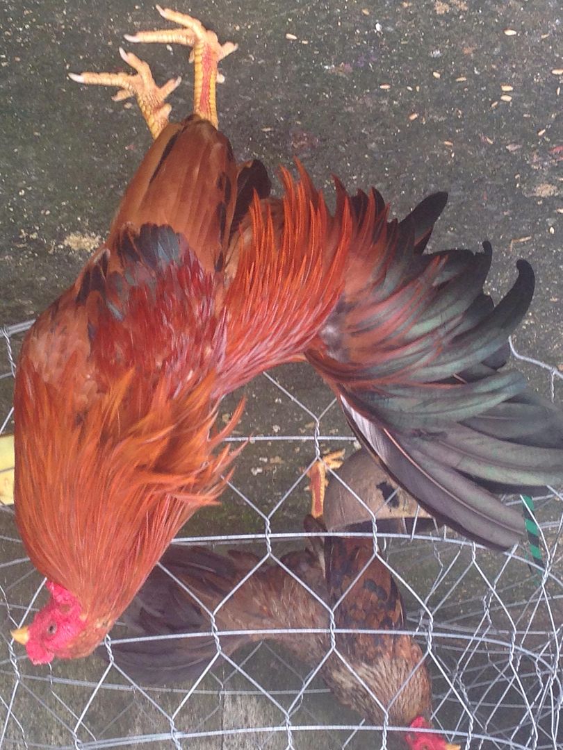 Vài e gà tre hay cho mọi người tham khảo...