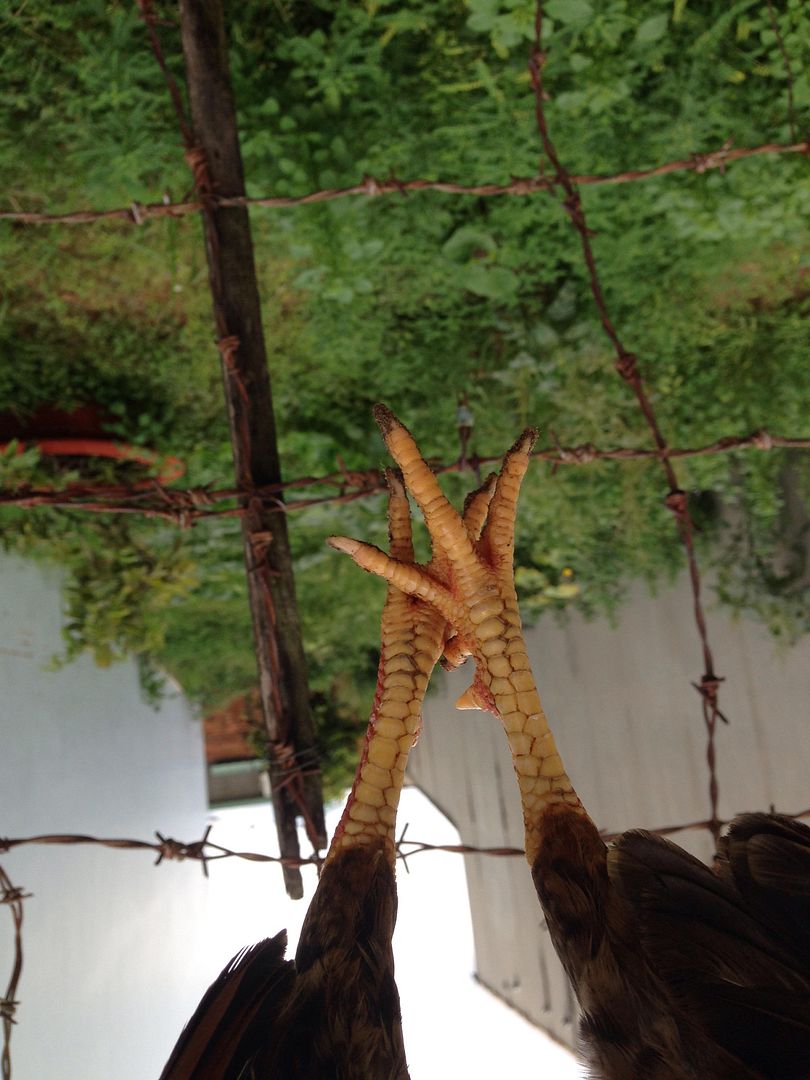 Vài e gà tre hay cho mọi người tham khảo... - 4