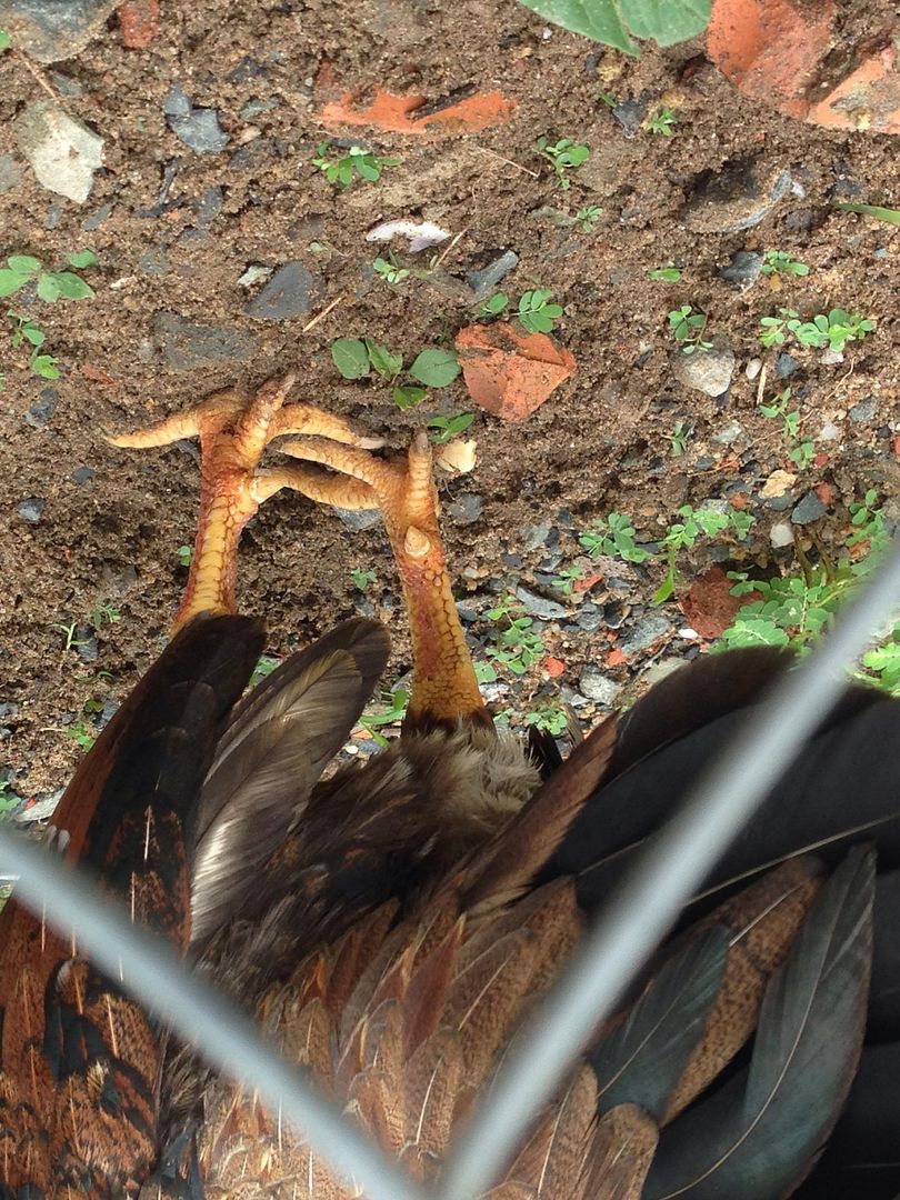 Vài e gà tre hay cho mọi người tham khảo... - 5