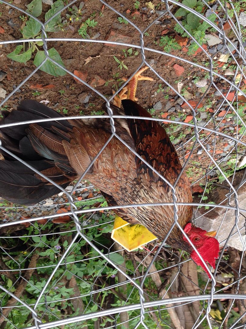 Vài e gà tre hay cho mọi người tham khảo... - 3