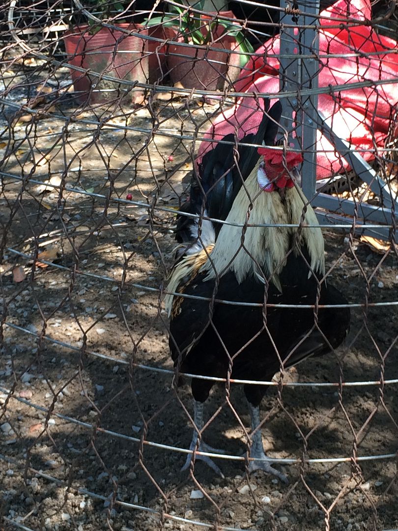 Hatch nguyên con 7 tháng chán nuôi thanh lý...