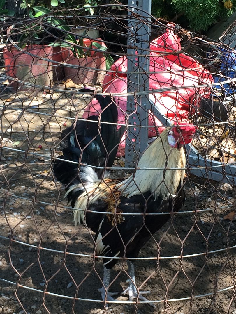 Hatch nguyên con 7 tháng chán nuôi thanh lý... - 2