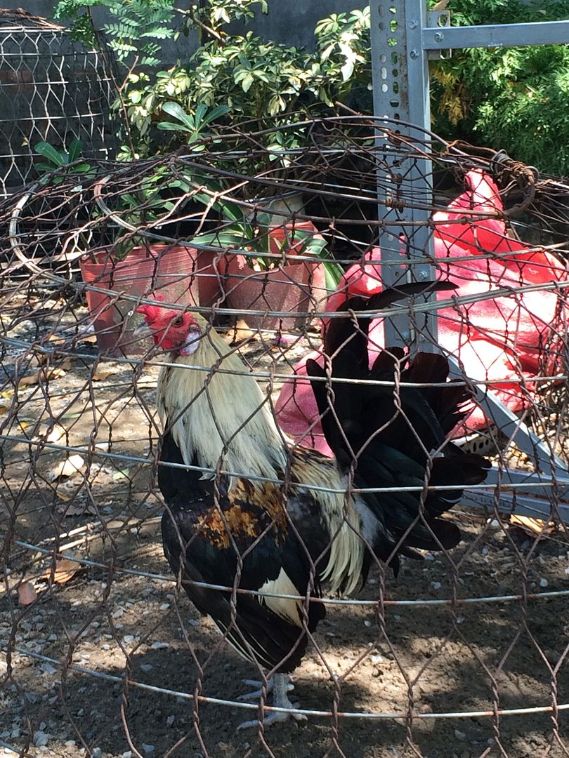 Hatch nguyên con 7 tháng chán nuôi thanh lý... - 1