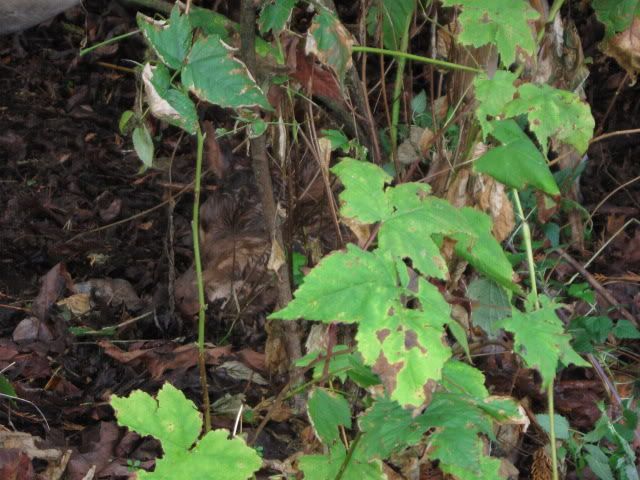 Darlas HFR :) - Cattle