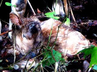 Darlas HFR :) - Cattle