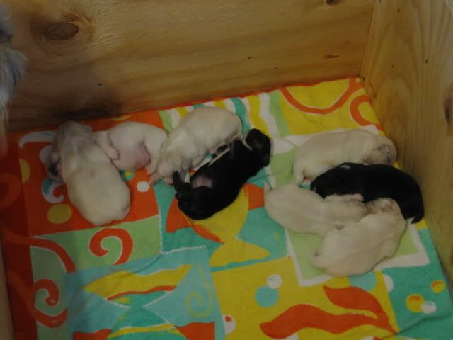 Puppies8-9-09008.jpg