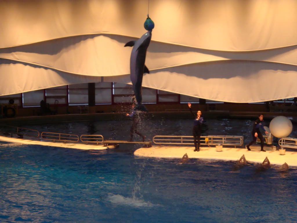 Dolphin touching ball with nose