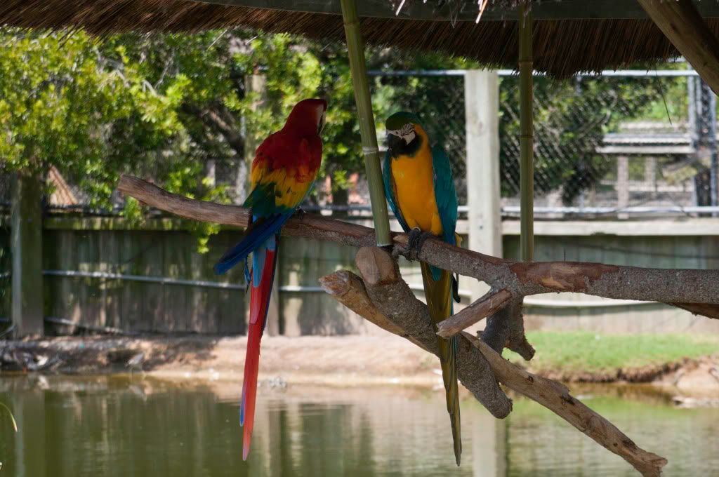 colorful parrots photo: Free to Download DSC_0178.jpg