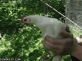 1321989316711.gif