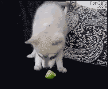 1325432634661.gif
