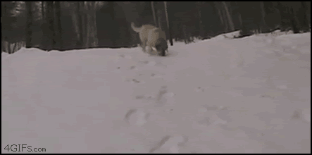 1328480685602.gif