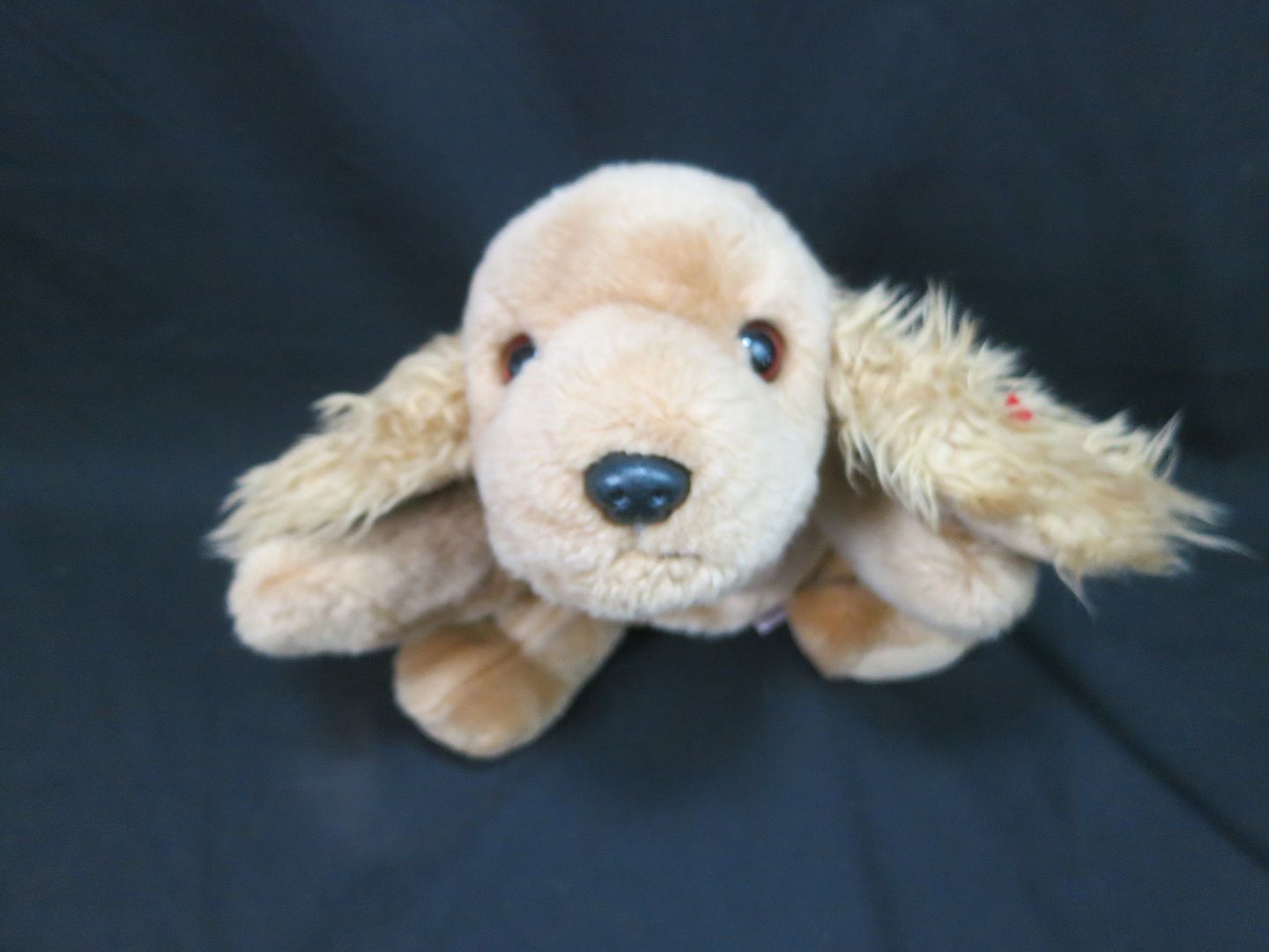 ty cocker spaniel dog