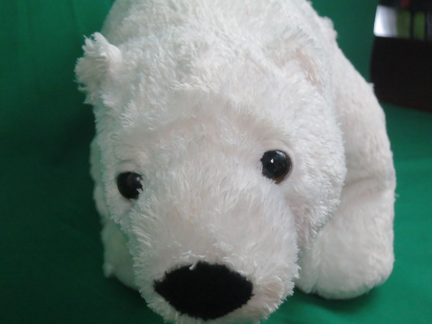 kohls cares polar bear