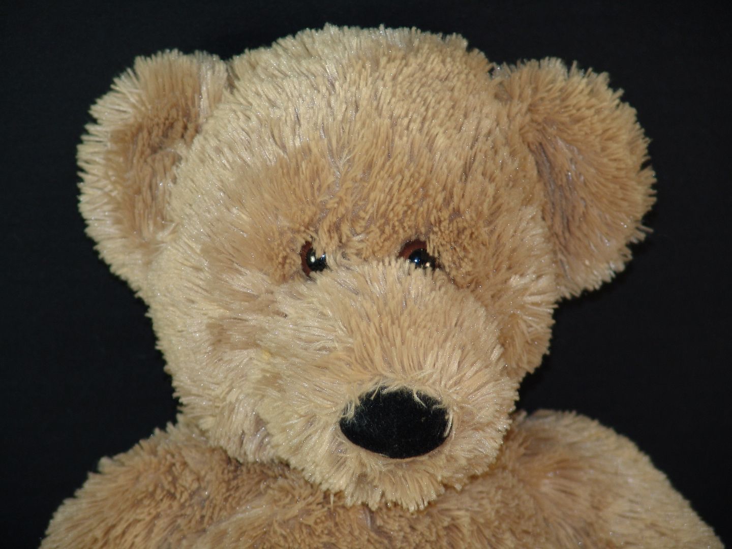 big koala teddy bear