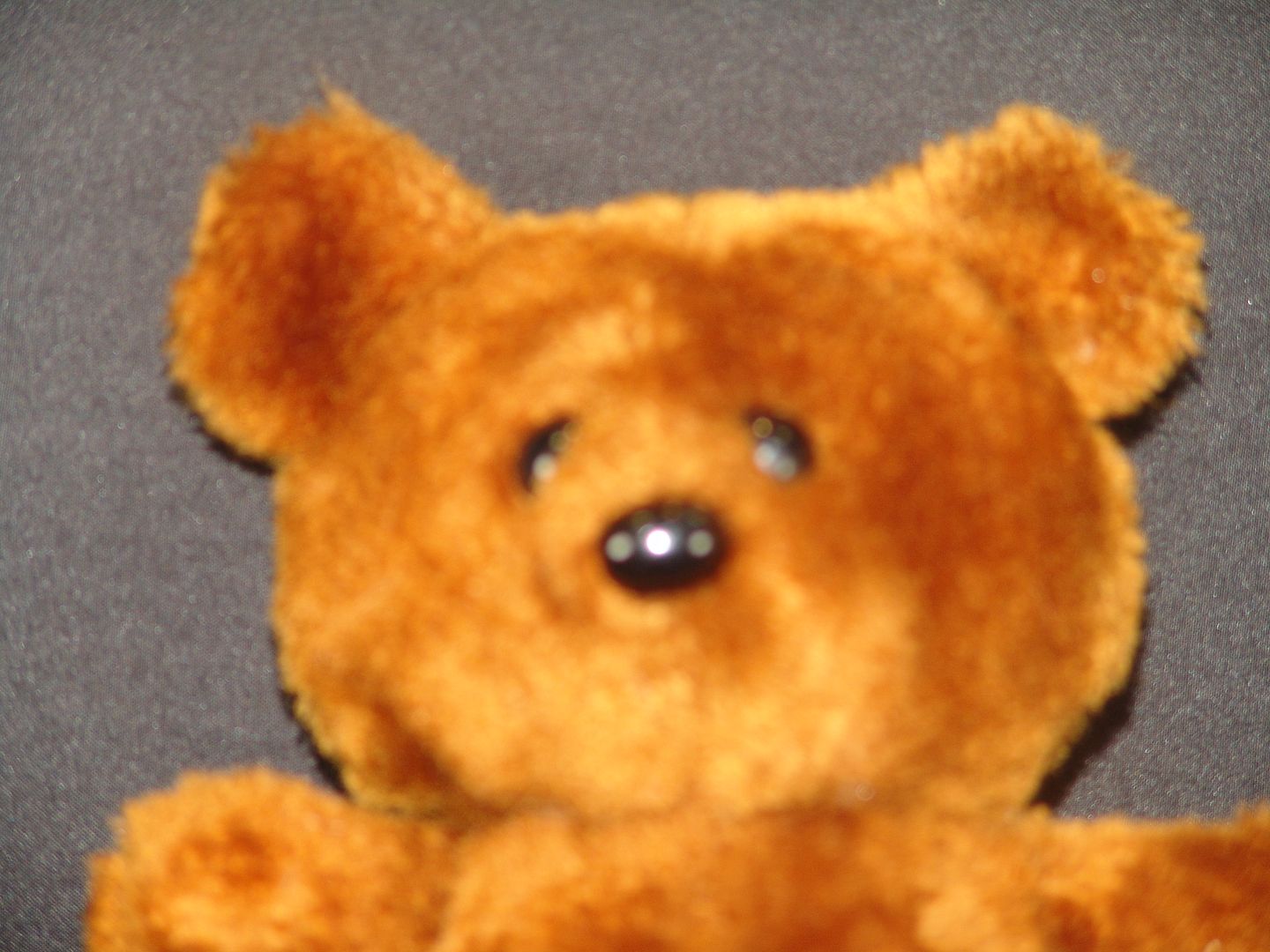 pooky bear stuffed animal