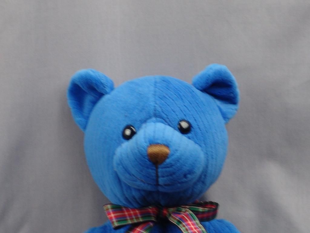 royal blue teddy