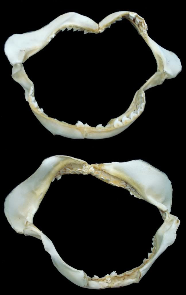 Tiger Shark Jaw