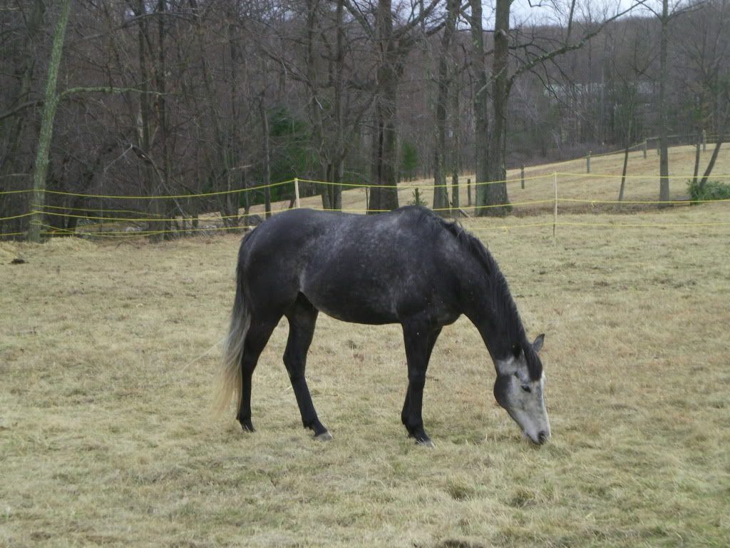 Secretariat Family Tree