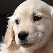 golden_retriever1.jpg