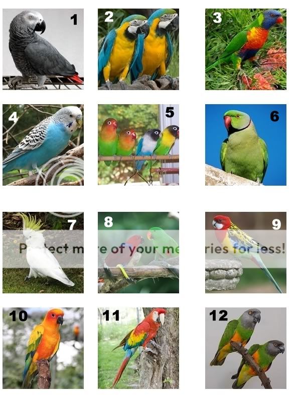 Name the variety of parrot (pics) Quiz - By Crafty_Quilter