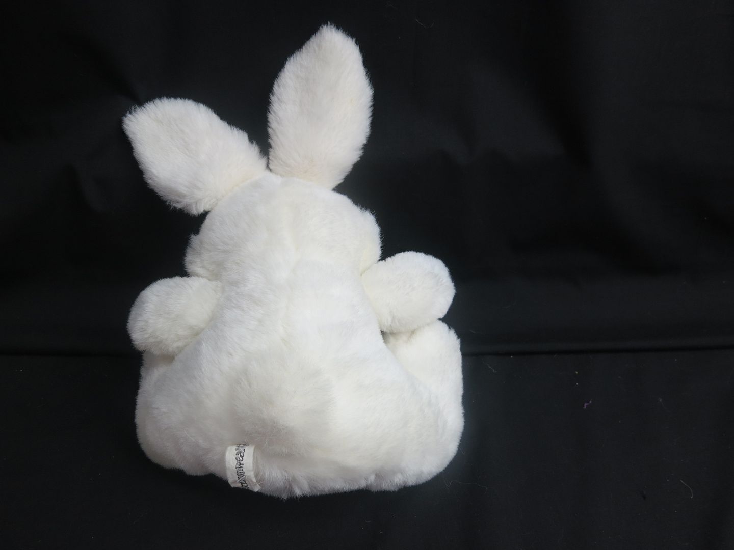 fat fluffy bunny with droppy ears fat fluffy bunny with droppy ears