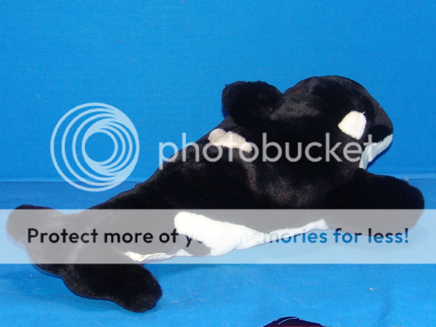 giant shamu plush