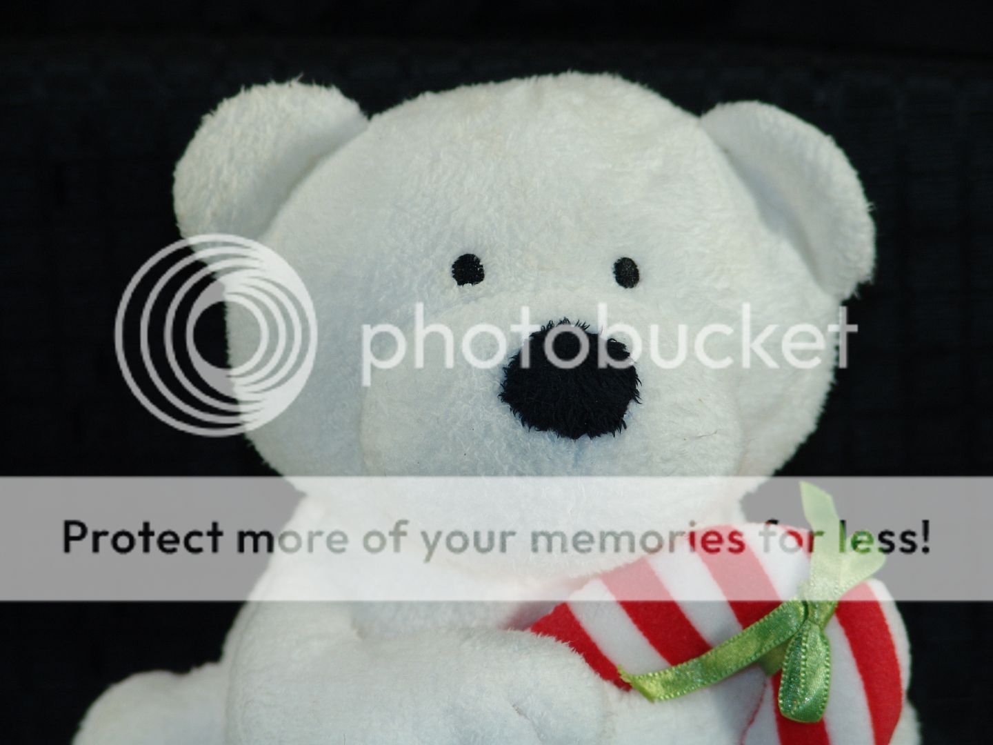 2005 ty pluffies white christmas bear candy cane lovey