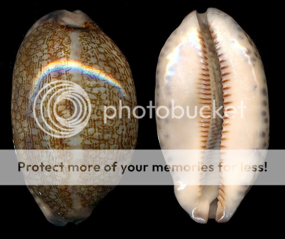 Bestshells Cypraea Eglantina 57.64 mm Freak  