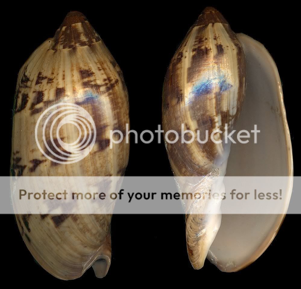 Bestshells Voluta Cathcartiae 107.74 mm Fine + +  