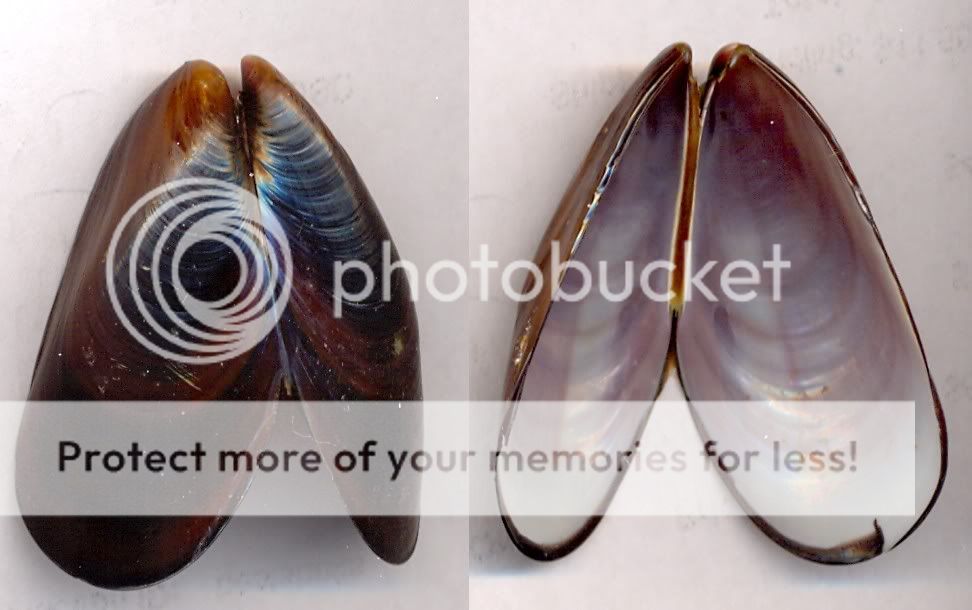 Bestshells Semimytilus Algosus 45.3 mm Fine + +  